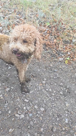 😂 What is it with dogs and poop?! Like seriously… she sprinted to that pile of horse poop, rolled in it, and managed to sneak a bite before we could even say her name! 🤢😂 Dogs are wild, I swear. | Danika Newton