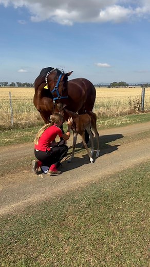 #2 🩷 Malibu 🩷 As special as it gets 𝓣𝓲𝓶𝓮𝓼 𝓾𝓹 𝔁 𝓔𝓫𝓼 𝓜𝓪𝓵𝓵𝓮𝓮 This special little filly is out of Mia’s special mare Ebs Mallee, the super mare that has taught her so much in the cutting pen but also took her down the fence for the first time. I think mia has Claimed this one | Emerald Park Performance Horses