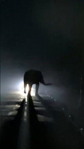 Elephant | Road Show 😲