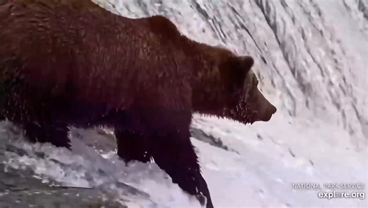 3.7K views · 355 reactions | ❤️ The legacy continues! Third generation of the Beady Clan 609- Lil' Bean makes her family proud! | Travel Guide Book | Facebook