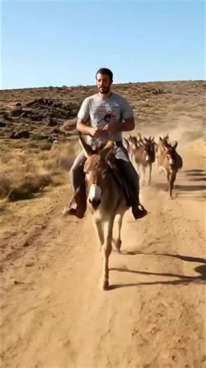 #viral #Jumentos #jegue #gado