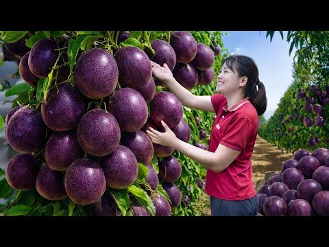 Harvesting Giant Purple Passion Fruit & DIY Passion Fruit Chewy Cake | Classic Village Recipe