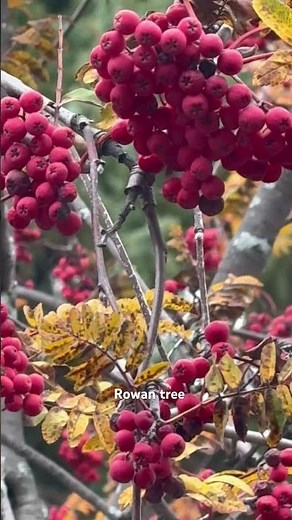 Rowan tree