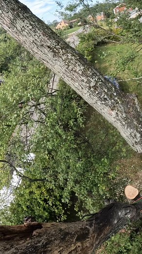Still terrible at 3rd person camera angles 😂 #cranework #treework #offthehinge #yalecordage #chunksareforpunks #arbortecfw #contractclimber | Zachary Richards