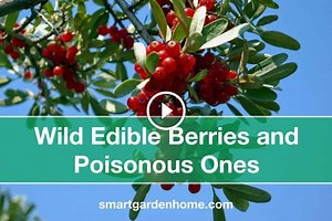 10 Edible Wild Berries and 10 Poisonous Berries - Smart Garden and Home