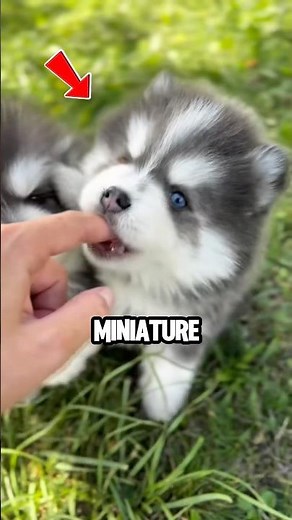 The Rarest Dog Breed 😱 #shorts #dog #animals