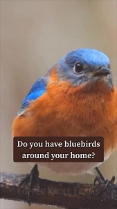 How to Keep Your Bluebirds Happy This Winter 🐦 1. Provide Clean Water Sources Use a tilted birdbath for easy access (shallow end for small birds, deeper end for larger birds). Keep it clean (scrub with dish soap and rinse thoroughly). Birds flock to clean water! Add a heated water source in winter—birds will love the daily stopovers, even in the snow. Clean and refresh often! 2. Feed the Right Way Bluebirds don’t eat seed—they love mealworms. Use covered feeders to keep out Blue Jays and other 