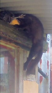 Does anyone know what the pine marten has in its mouth? #pinemarten #nature #wildlife