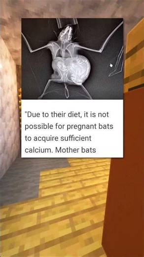 Bat Anatomy Is Wild 🦇