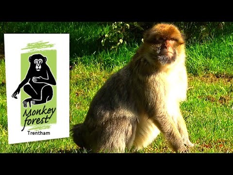 Visiting Trentham Monkey Forest - 140 FREE ROAMING Barbary Macaques!