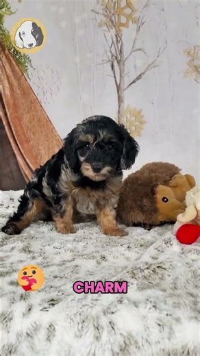 Say hello to Orchid, the F1b Cockapoo girl with soft curls, bright eyes, and a heart blooming with