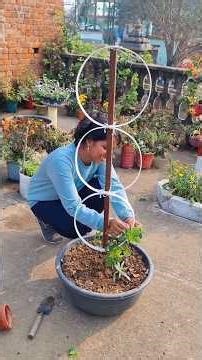 Turning a simple Aparajita into Asthetic beauty💜🌱#shorts#terrace garden