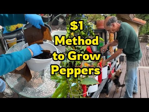 Planting Pepper Plants in Containers for EASY Growing Peppers in Pots $1 Trash Can Trick