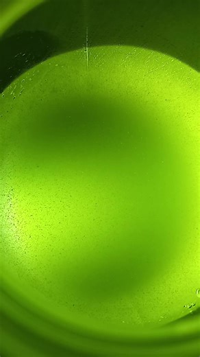 Zooxanthellae are microscopic algae that live in symbiosis with corals and other marine organisms. They provide their hosts with energy through photosynthesis, which helps coral growth and coloration. In return, they receive nutrients and protection from their host. These algae are crucial for reef health, and their loss due to environmental stress can lead to coral bleaching. #zooxanthellae #symbioticrelationship #cellextraction #coralfood #sps #lps #anemone #clam #reeftank #nearth