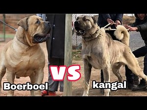 Boerboel Vs Kangal Comparison video. palakkadan pets