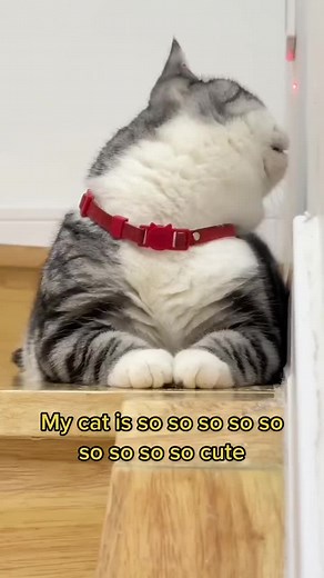 #fyp #foryou #catsoftiktok