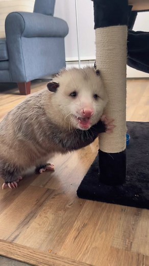 Caught Francis Finch in an Awkward Moment | Cute Fat Pet Opossum