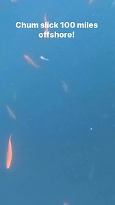 Can you name all these fish? Ever wonder what it’s like to be in the chum slick 100 miles out in the Gulf of Mexico? Check out all the Vermilion Snapper that came up to the surface to join the party! Ended up putting all our @daiwausa tackle to the test and loaded the @yeti !#intothebluetv #daiwa #yeti #vermilionsnapper #snapper #fishing #offshorefishing #floridakeys #keywest #gulfofmexico #cobia #amberjack #grouper #blackgrouper #deepdropping | Into the Blue