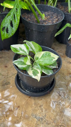 Repotting Pothos N’Joy from Water to Soil #gardening #garden #plants