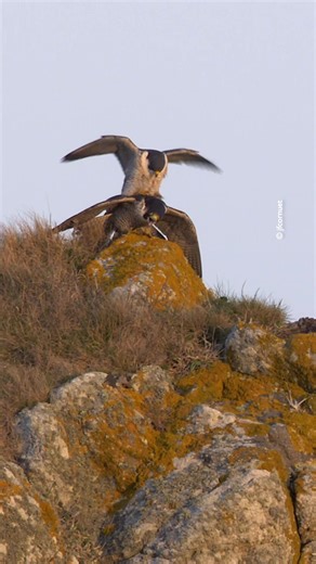 L’accouplement du faucon pélerin. 💕 ⁣ #nature #oiseau #bird #wildlife #birdsing