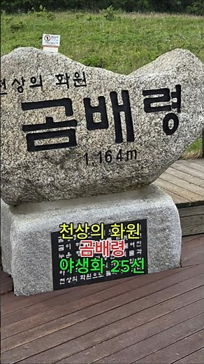 25 Wildflowers of Gombaeryeong, a Garden in Heaven