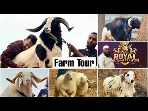 The Royal Goat Farm Bangalore Full Tour with MD Goat Farm