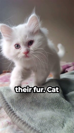 Why Most Cats Hate Water 🐱💧 #shorts