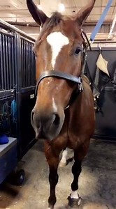 12K views · 36 reactions | We asked #RollinginChocolate if he liked #ImpactGel saddle pads and he said....#YES! What are your #thoughts?! Check us out in person at #QuarterHorseConress or online at www.impactgel.com | Impact Gel | Facebook
