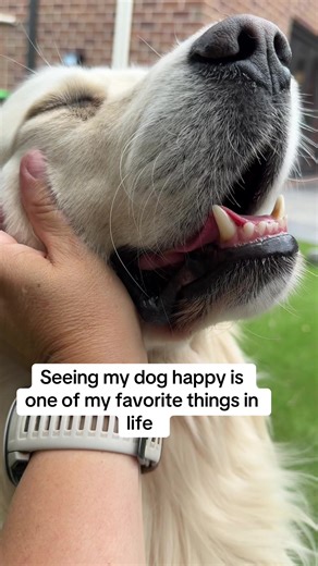 Did you know , gentle scratch or rubbing around your dogs ears releases endorphins, making your dog feel relaxed and happy. 😃 #dogs #doglover #doglife