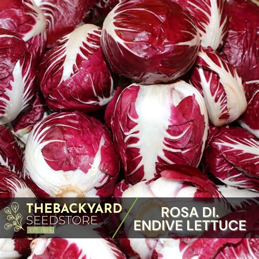 Rosa Di Verona Endive Lettuce Seeds: Heat Tolerant, Slow Bolting - Etsy
