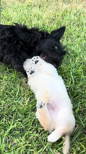 Poppy's First Litter of babies during week 6.