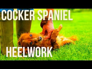 Cocker Spaniel Walking To HEEL (Is It POSSIBLE?!)
