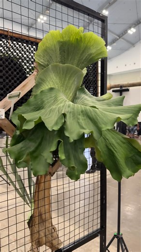 P. elephantotis hybrid （hybrid with P. hillii) 再分享一株在印尼Floii展看到的象耳 這一株象耳的主人分享，它交了P. hillii深綠鹿角蕨，因此在孢子葉的表現上可以看到有別與一般的象耳，多了漂亮的葉脈、細緻的白毛；若從深綠的觀點出發來看它，則多了一般深綠不會有的葉型表現，那像極大象耳朵的孢子葉讓它更為獨特性！ 孢子苗的混播真的是無限可能，在不久的將來，或許大家會開始找尋各種衝突感十足的母本所混出來高辨識度的個體。 培育與選育是一條漫長的道路，只有不停止的持續，一定可以選到下一個經典作品！ 小補充： 象耳鹿角蕨主要分布在非洲剛果河(Congo River)流域。對於收集愛好鹿角蕨的人來說，象耳鹿角蕨的特別外觀讓它成為蒐藏名單上不可或缺的一個種類。雖然需要比較多的陽光照射，但整體來說，照顧不會很難，氣溫太低時要避免澆水，以免造成凍傷。而有些時候會因為外型而誤會它是單芽型的鹿，但其實它是多芽型的鹿角蕨，所以也有側芽哦！ 另外象耳常只有一片向上生長的營養葉、還有兩片看似大象耳朵的孢子葉。這是因為它的營養葉在低溫過後常常會漸漸枯萎，然後等到夏天