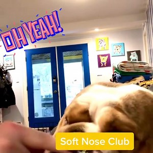 Snout Soother application: Distraction work wonders! You can use treats, mealtime, peanut butter, chews, toys, belly rubs, walks, etc. to help keep your dog's attention away from the balm. ❤️ @hoosierbulldogrescue . Have a tip or trick of your own? Comment below and let us know! | Natural Dog Company