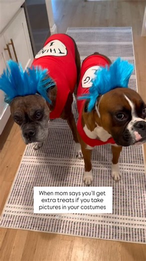 Over Halloween 😑 • • #boxerdog #vitotheboxer #dog #boxer #dogsofinstagram #funnydogvideos #funnydog #dogmom #lovemydog #halloweendog | Vito the boxer