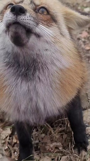 Sophie #fox is a drama queen #saveafox | fox