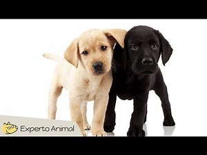 The Labrador Retriever