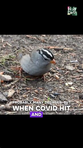 COVID hit. These bird songs changed. Why?