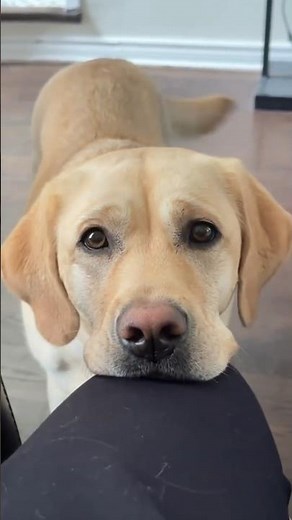 This Is How a Labrador Retriever Grows!