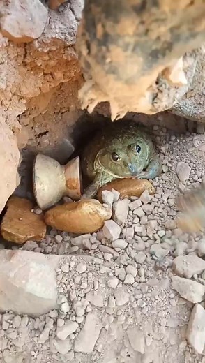 1M views · 9K reactions | 36-mining more genstones discovered at the mountain #usa #gold #treasure #treasurehunt #snake #viralreelsシ | HOME GOLD | Facebook