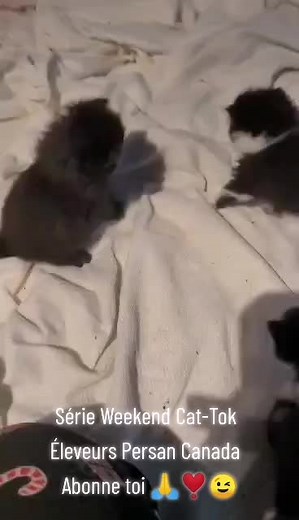 Série Weekend Cat-Tok : Éleveurs de Chats Persans au Canada