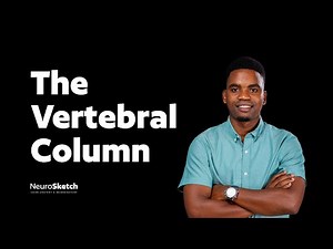 The Vertebral Column: Spine Anatomy & Biomechanics | Curves, Movements & Functions