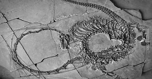 Forscher untersuchen 240 Millionen Jahre altes Fossil