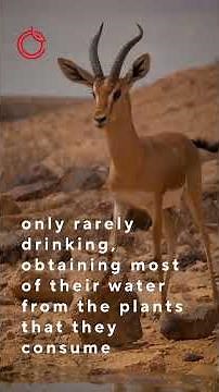 Dorcas Gazelle: The Plucky Desert Survivors of Arabia | Earth Day Spotlight #earthday #wildlife