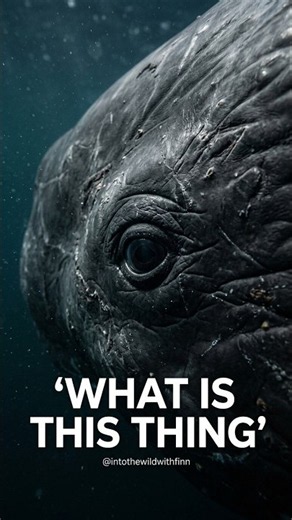 The Cachalot Whale IS a MENACE — And It Proved It in 1820