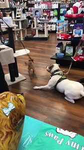 Meet Snoopy and Elmo both available for adoption. | Tiny Paws Rescue