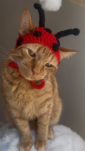 Hats on Cats on Instagram: "Do you like my ladybug hat? 🥺❤️ … Check out our Etsy store (link in bio) or DM us for custom cat hat orders! 😻 … #ladybug #ladybughat #hatsoncats #cathat #crochet #catsofinstagram #etsy #crochetcathat #orangecat #crochetersofinstagram #newhat #adorablecat #meow #headtilt #catvideo"