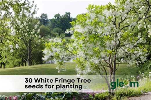 30 White Fringe Tree Seeds for Planting | Chionanthus Virginicus - Etsy