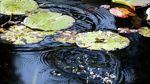 Frogs, Jump, Lily Pad. Free Stock Video