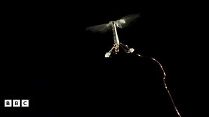 Smallest ever flying robot revealed